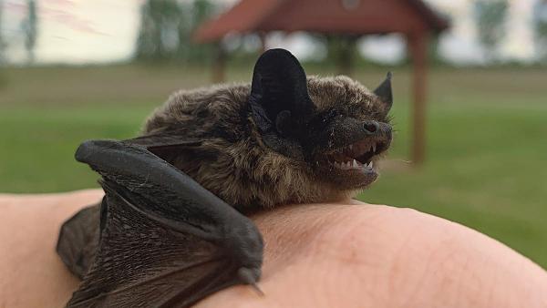 Denevér. Fotó: Halász-Szegedi Fruzsina