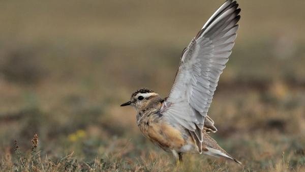 Havasi lile. Fotó: kmnp.hu/Marik Pál