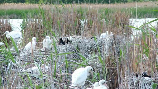 KMNP/Kanalasgém telep kis kárókatonákkal Fotó: Tóth Imre