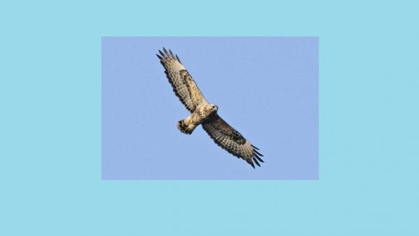 Fotó: KMNP/Marik Pál