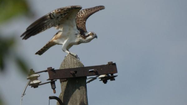 Fotó: kmnp.hu/ Tóth Imre