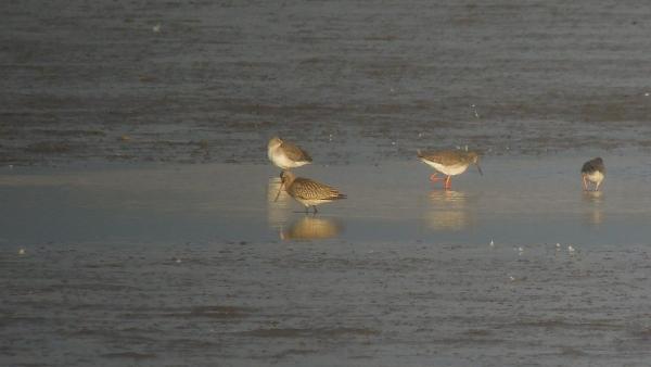 Kis goda (illusztráció: kmnp.hu/ Vasas András)