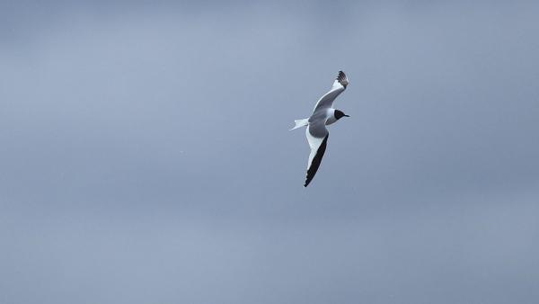 (Fotó: Mazula András)