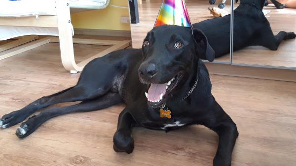 Maugli kutyus – Forrás: Vargáné dr. Balla Evelin