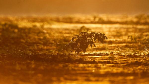 Fotó: kmnp.hu/ Palcsek István Szilárd