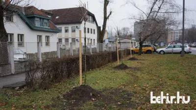 Dr. Juhász István: A kivágott fák pótlásáról az önkormányzat több ütemben gondoskodik (fotó: behir.hu/ Petró Zsolt)