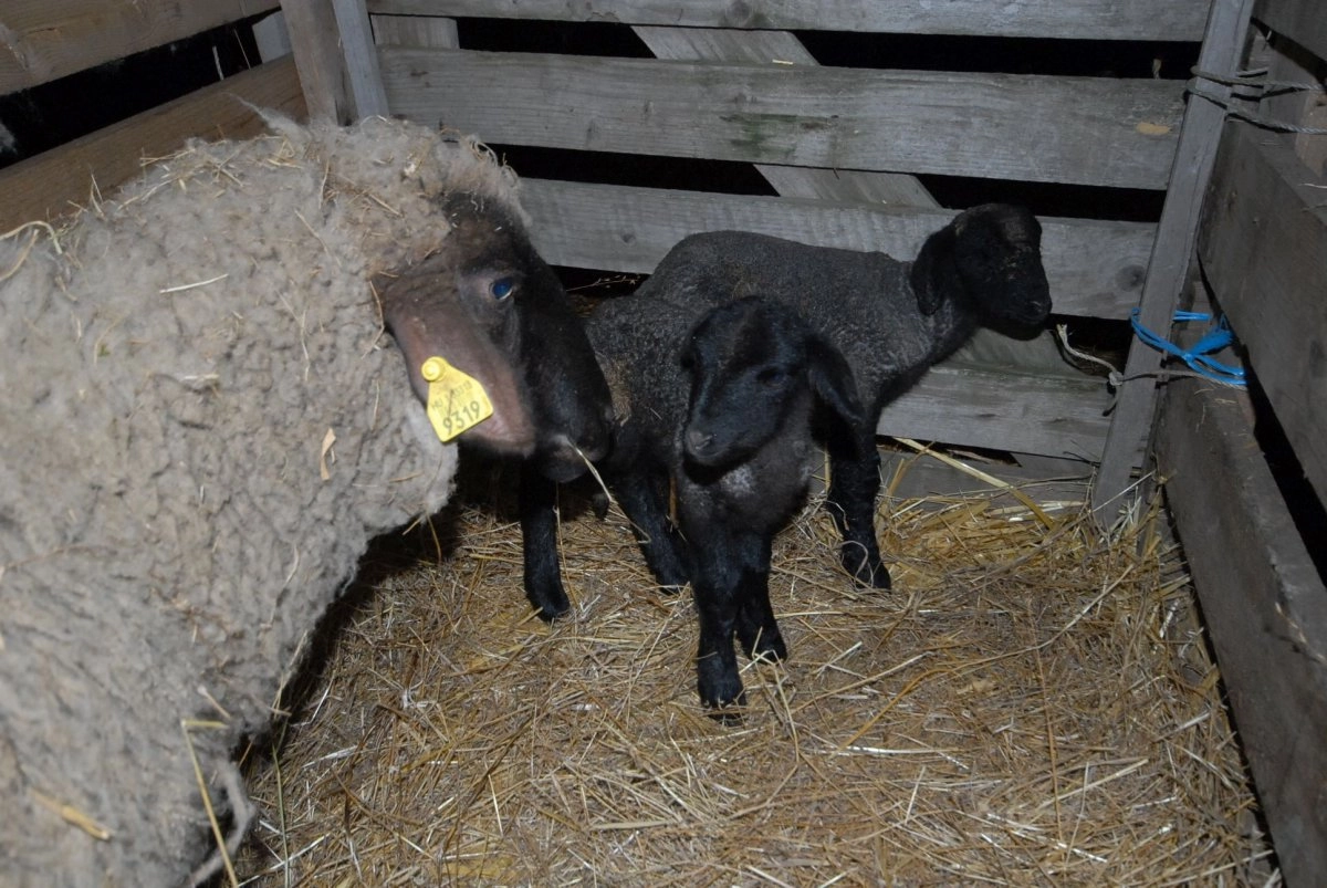 Január végén világra jöttek az első iker cigája bárányok Fotó: kmnp.hu / Lengyel György