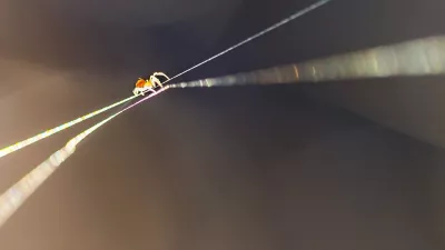 Vitorlázó pók az ökörnyálban. A fotó illusztráció, készítette Palcsek István Szilárd