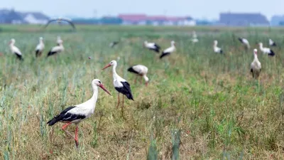 Vonulásra gyülekező fehér gólyák Fotó: Palcsek István Szilárd  