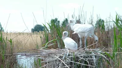 Kanalasgém fiókák (fotó: kmnp.hu/ Tóth Imre)