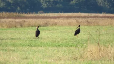 Fekete gólyák. Forrás: Körös-Maros Nemzeti Park Igazgatóság/Biró István  