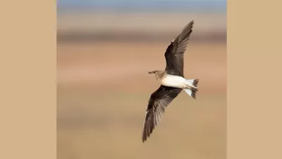 Fotó: Mészáros Csaba