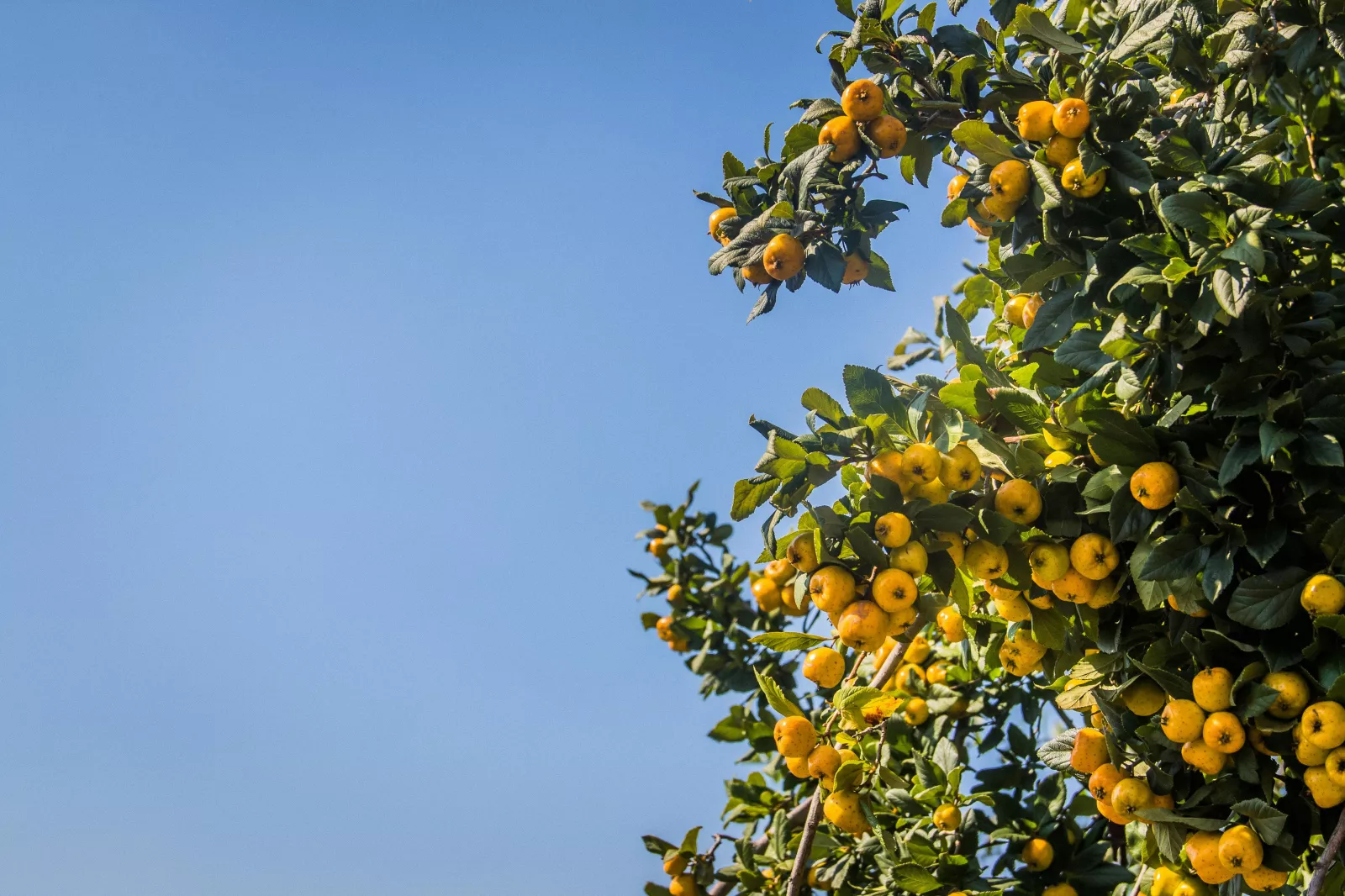 Illusztráció (Fotó: pexels.com)