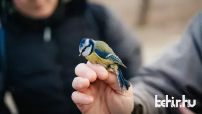 Fotó: Bere Mátyás / Behir.hu