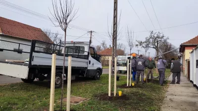 Jaminában a Szegfű, a Mokos, a Mátyás király és a Győri utcán ültettek fát